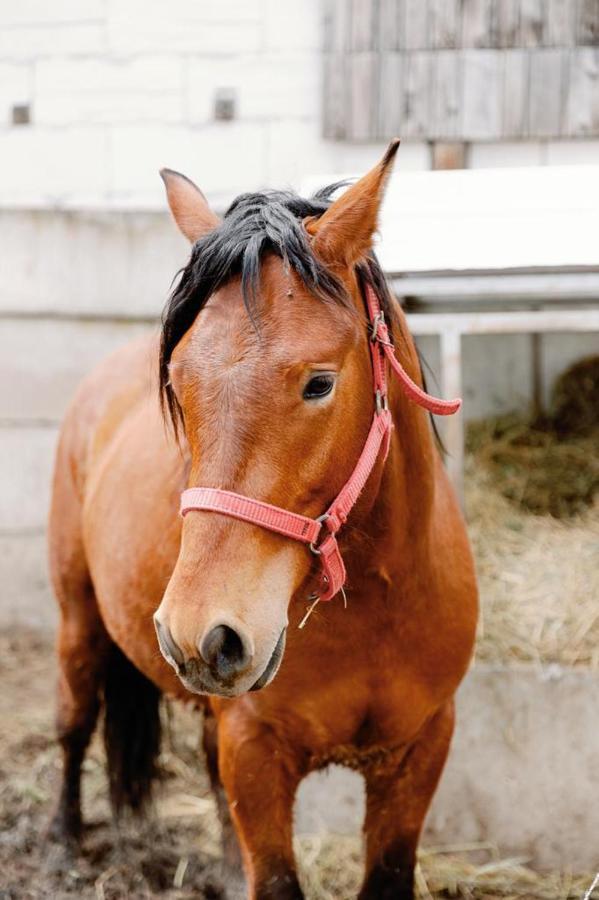 Speedhouse Daire Alba Iulia Dış mekan fotoğraf